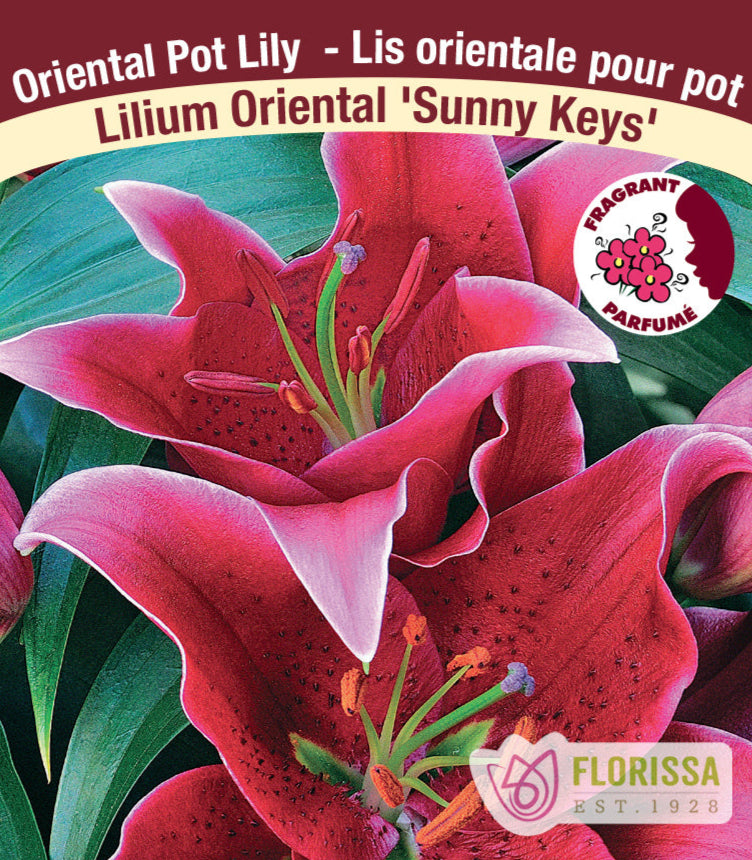 Lilium Oriental Pot - Sunny Keys, 1 Pack