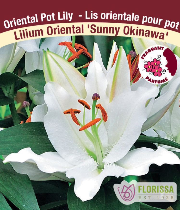 Lilium Oriental Pot - Sunny Okinawa, 1 Pack