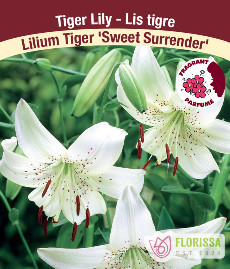 Lilium Tiger - Sweet Surrender, 1 Pack