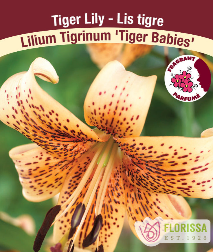 Lilium Tiger - Tiger Babies, 1 Pack