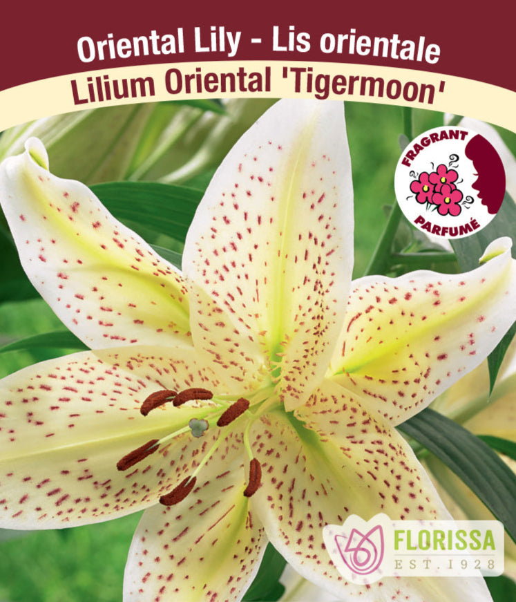 Lilium Oriental - Tiger Moon, 1 Pack