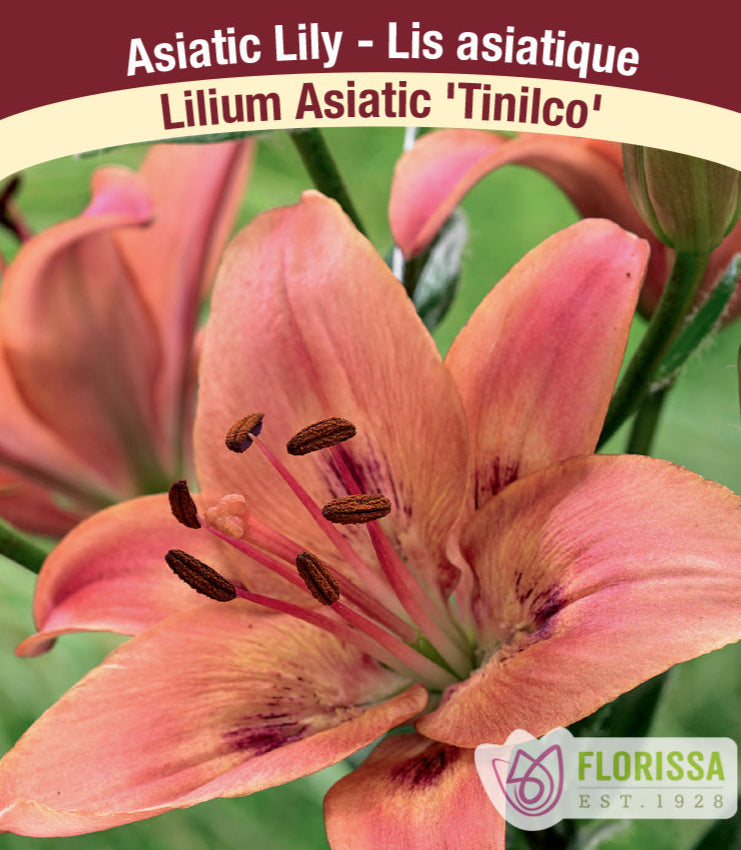 Lilium Asiatic - Tinilco, 1 Pack