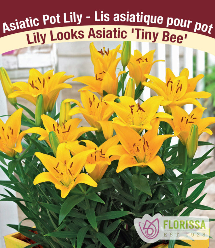 Lily Looks Asiatic - Tiny Bee, 1 Pack