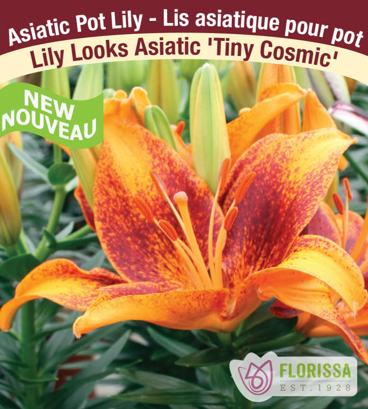 Lily Looks Asiatic- Tiny Cosmic, 1 Pack