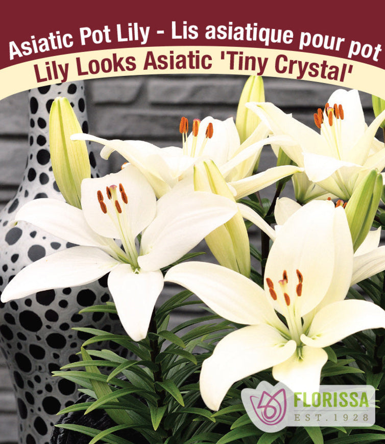 Lily Looks Asiatic - Tiny Crystal, 1 Pack