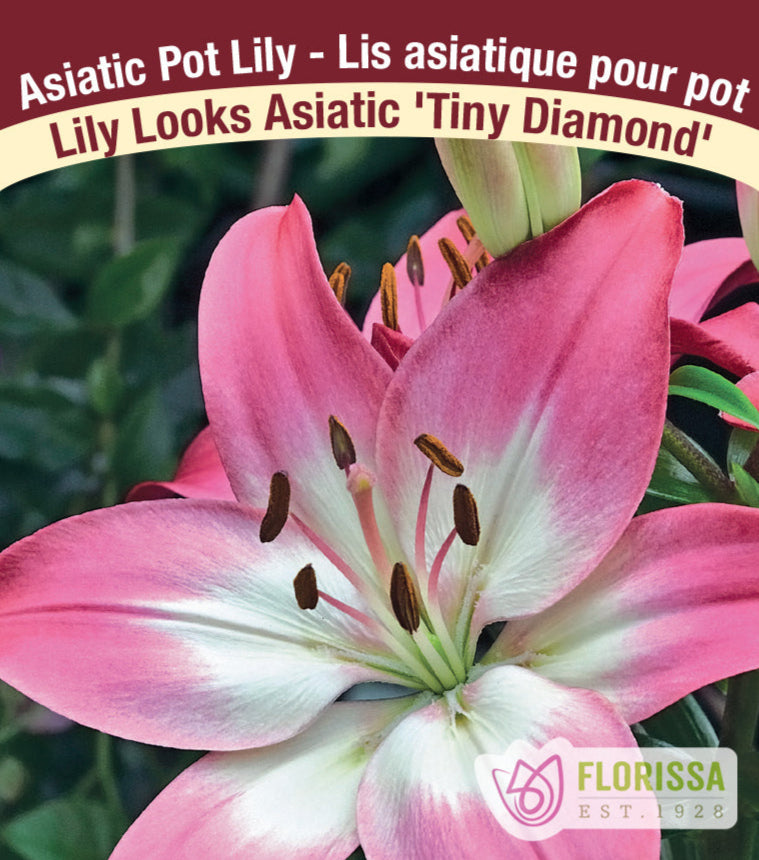 Lily Looks Asiatic - Tiny Diamond, 1 Pack