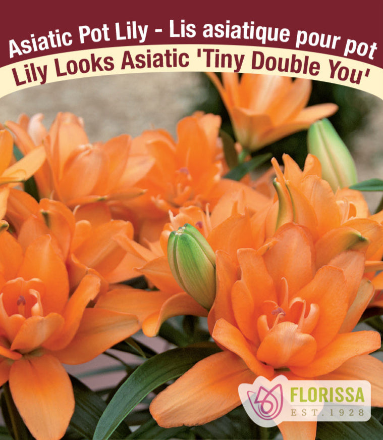 Lily Looks Asiatic - Tiny Double You, 1 Pack