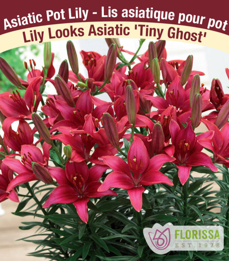 Lily Looks Asiatic - Tiny Ghost, 1 Pack