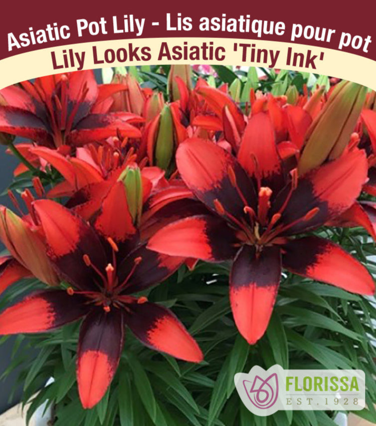 Lily Looks Asiatic - Tiny Ink, 1 Pack