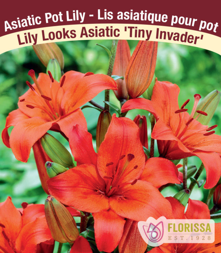 Lily Looks Asiatic - Tiny Invader, 1 Pack