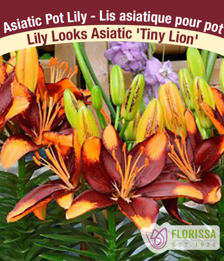 Lily Looks Asiatic - Tiny Lion, 1 Pack