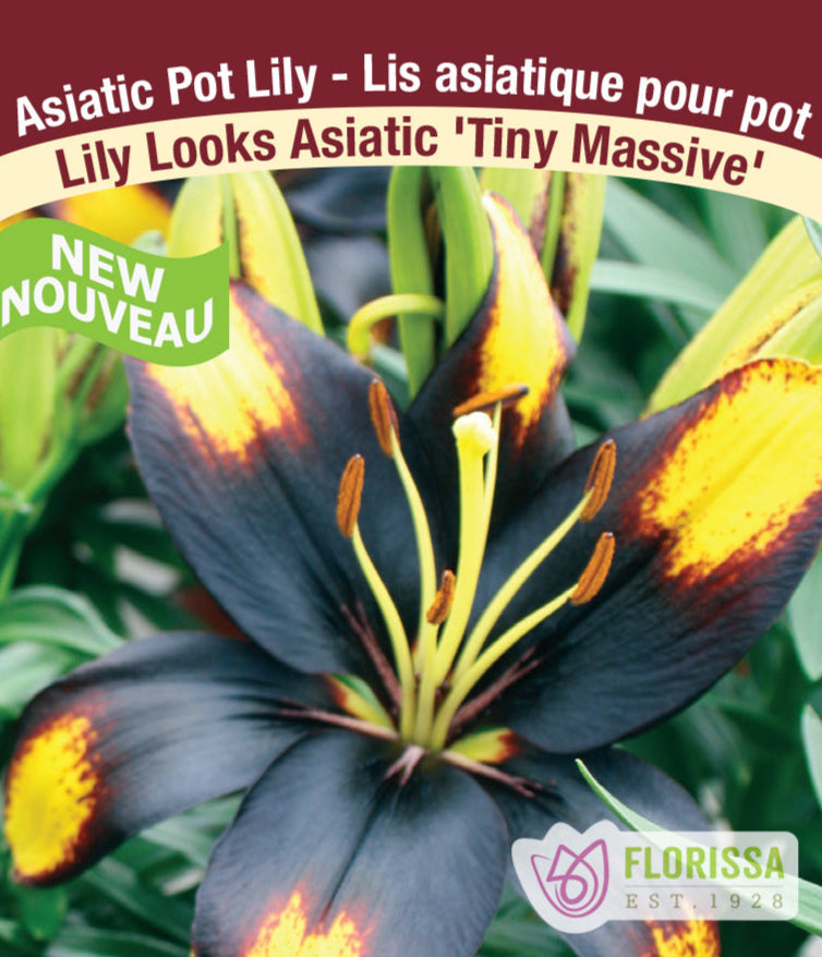 Lily Looks Asiatic - Tiny Massive, 1 Pack