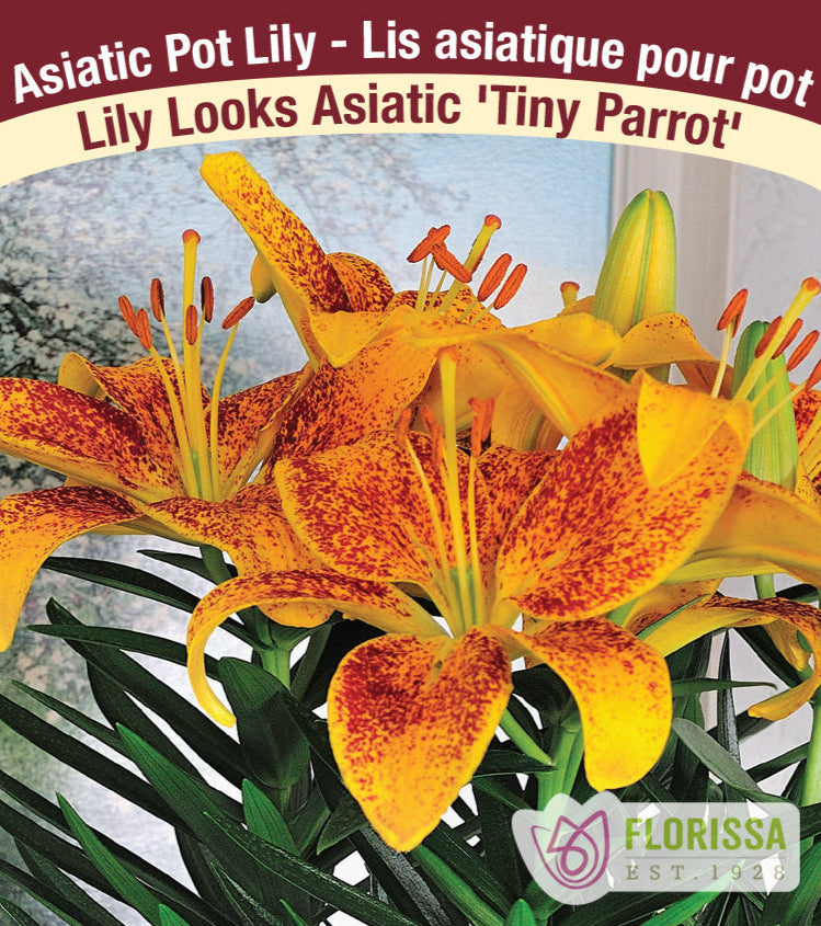 Lily Looks Asiatic - Tiny Parrot, 1 Pack