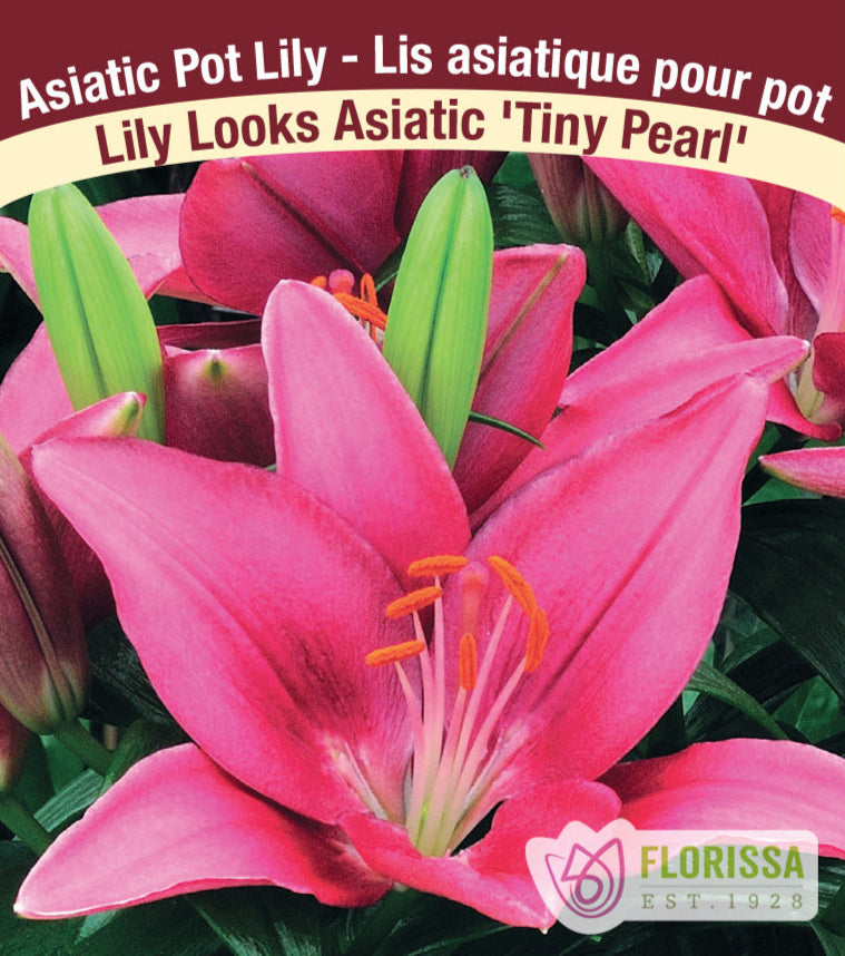 Lily Looks Asiatic - Tiny Pearl, 1 Pack