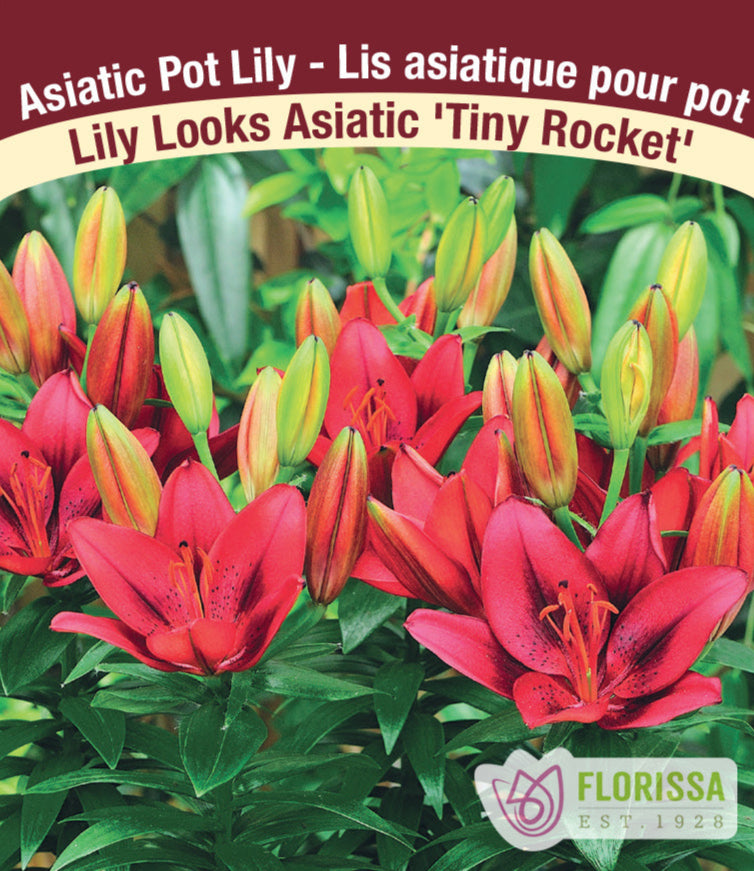 Lily Looks Asiatic - Tiny Rocket, 1 Pack