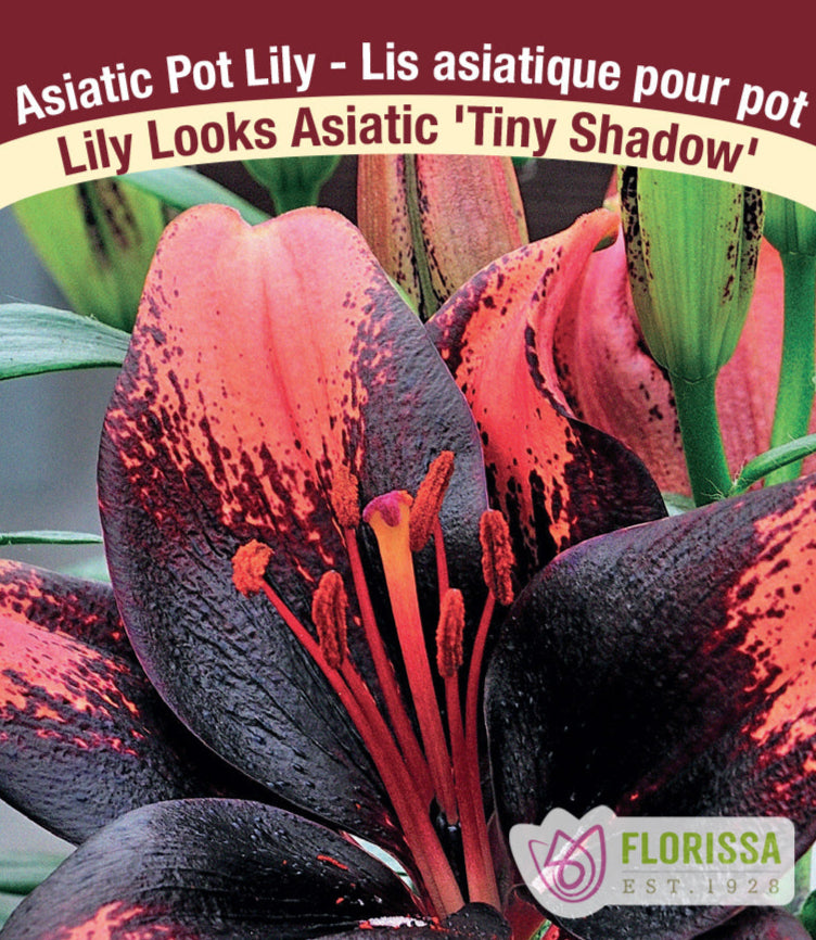 Lily Looks Asiatic - Tiny Shadow, 1 Pack