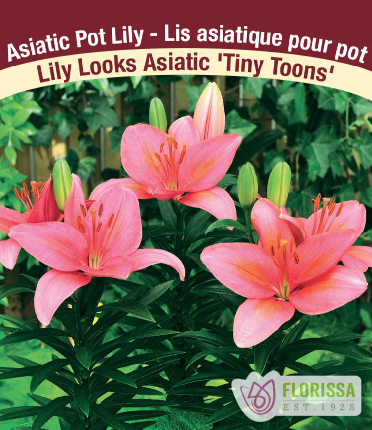 Lily Looks Asiatic - Tiny Toons, 1 Pack