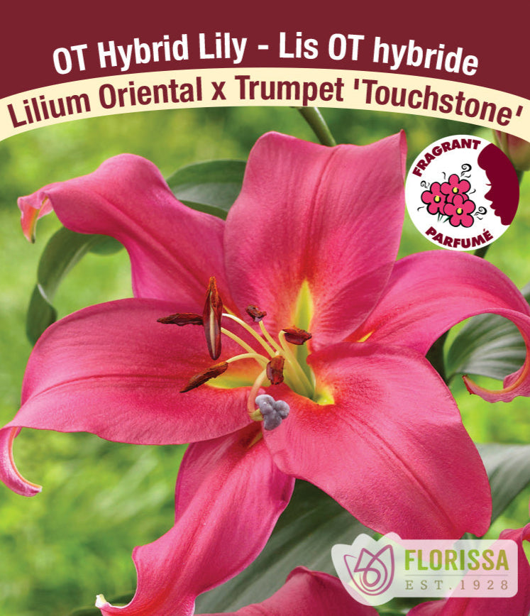 Lilium Oriental x Trumpet - Touchstone, 1 Pack