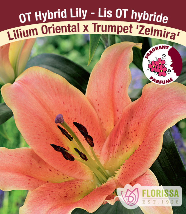 Lilium Oriental x Trumpet - Zelmira, 1 Pack