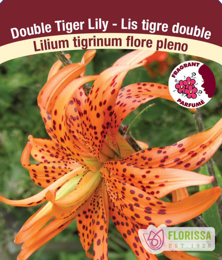 Lilium tigrinum - Flore Pleno, 1 Pack