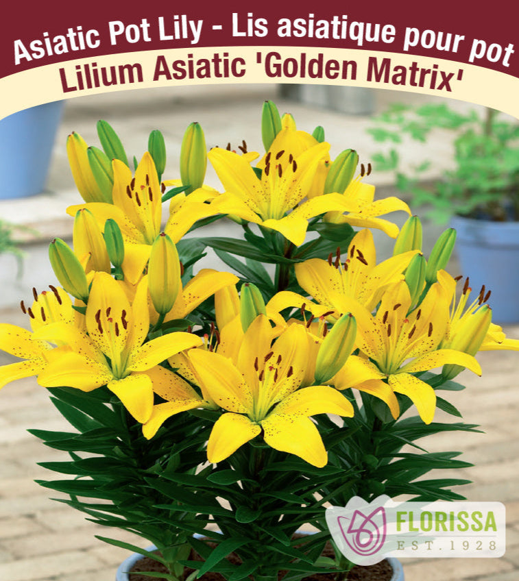 Lilium Asiatic - Golden Matrix, 1 Pack