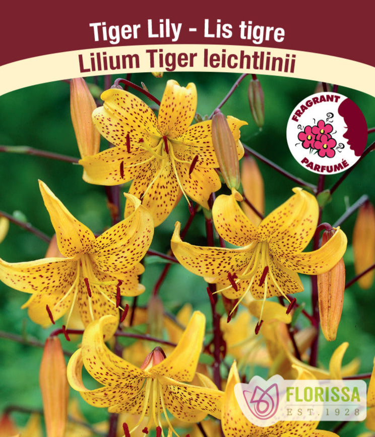 Lilium Tiger - leichtlinii, 1 Pack