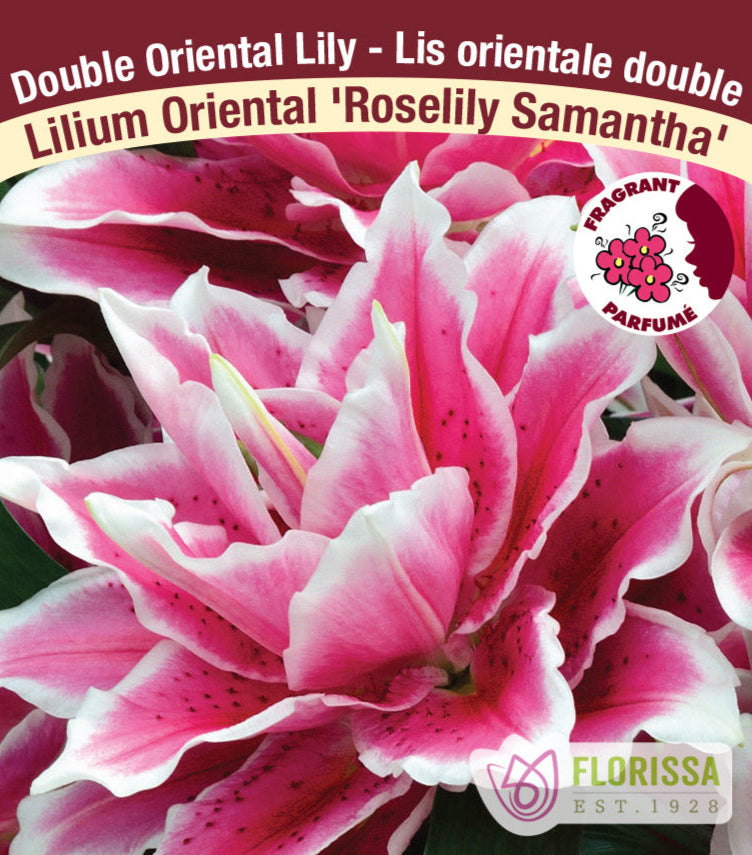 Lilium Double Oriental - Roselily Samantha, 1 Pack