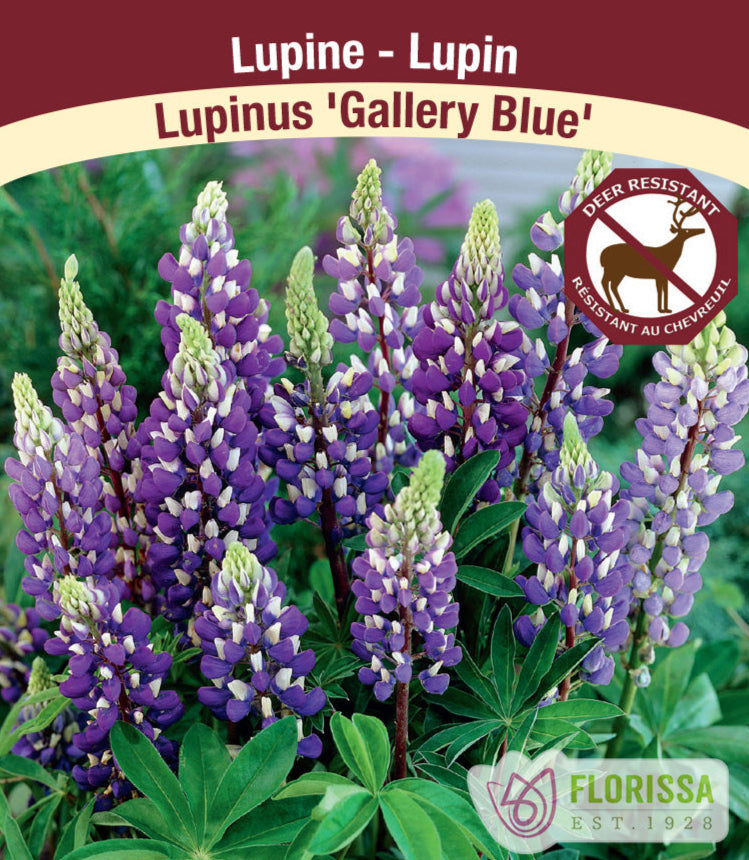 Lupinus - Gallery Blue, 1 Pack