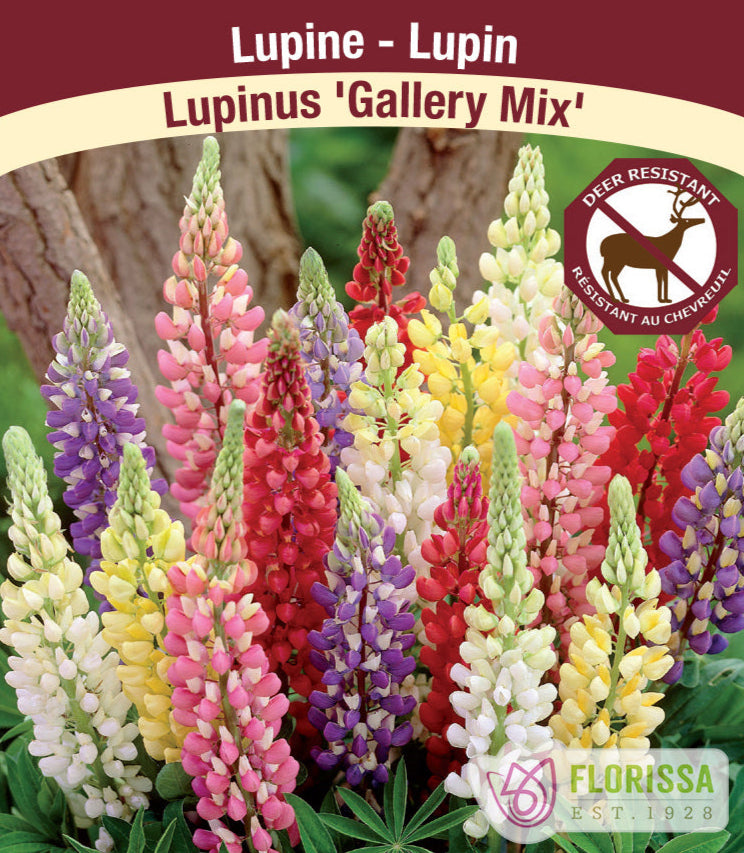 Lupinus - Gallery Mix, 1 Pack