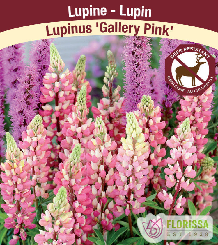 Lupinus - Gallery Pink, 1 Pack