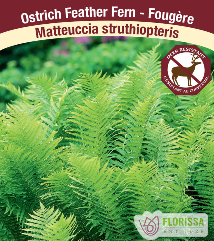 Ostrich Feather Fern - Matteuccia struthiopteris, 1 Pack