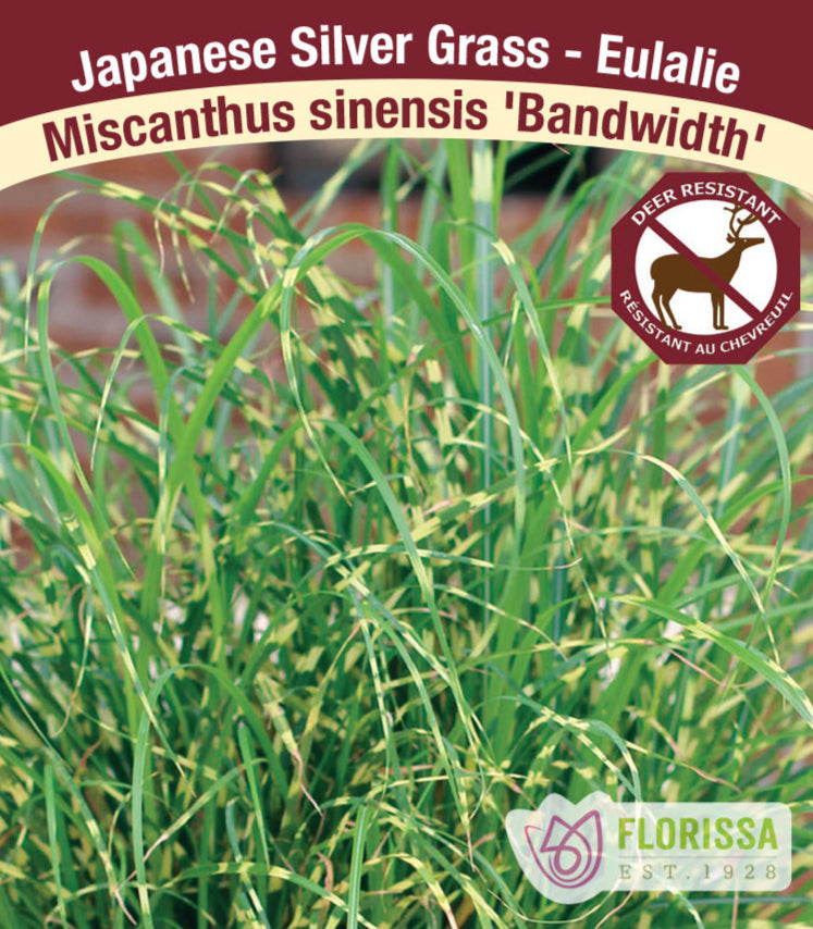 Miscanthus sinensis - Bandwidth, 1 Pack