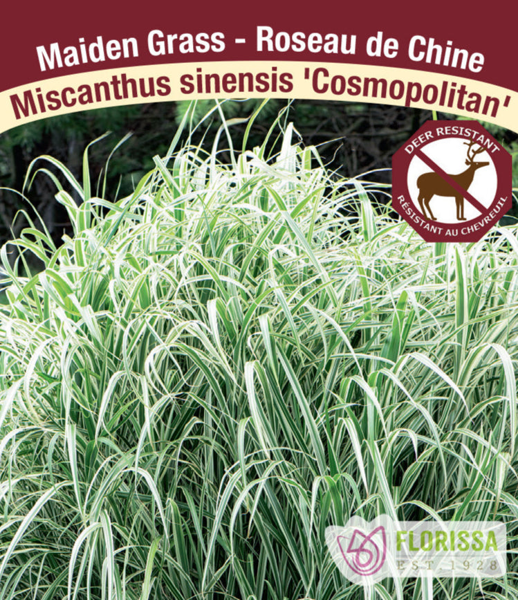 Miscanthus sinensis - Cosmopolitan, 1 Pack