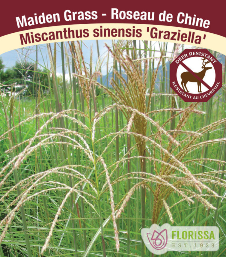 Miscanthus sinensis - Miscanthus Graziella, 1 Pack
