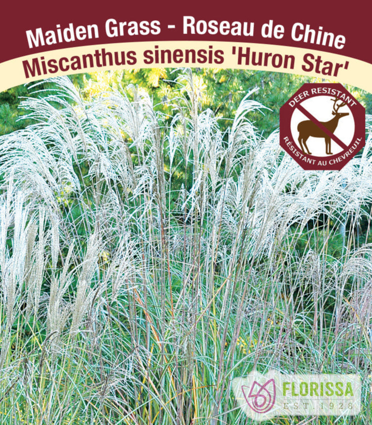 Miscanthus sinensis - Huron Star, 1 Pack