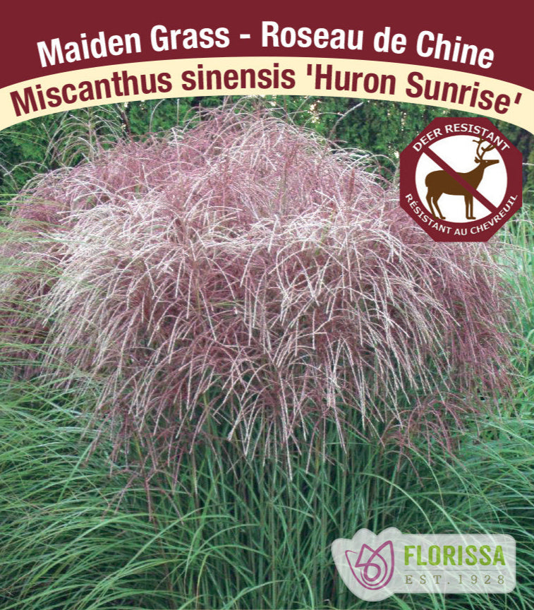 Miscanthus sinensis - Huron Sunrise, 1 Pack