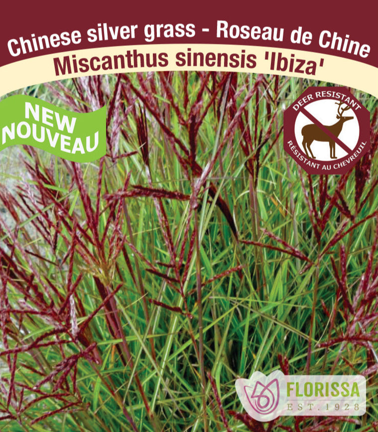 Miscanthus sinensis - Ibiza, 1 Pack