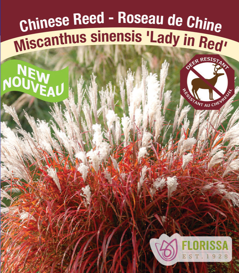 Maiden Grass - Lady in Red, 1 Pack