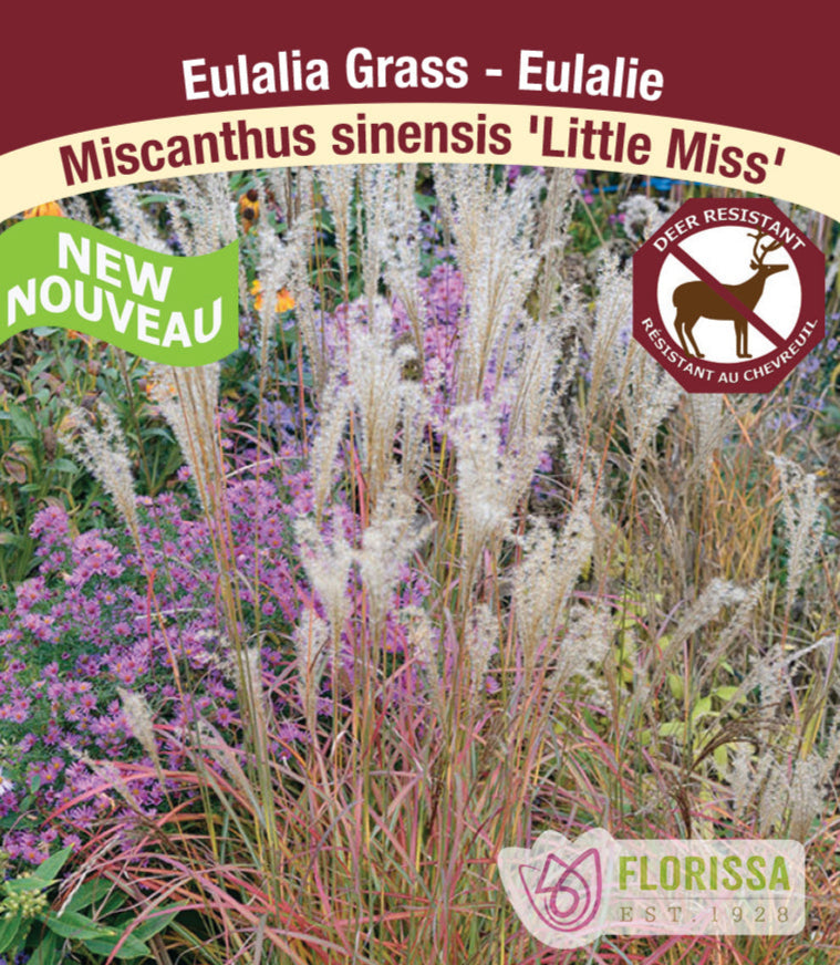 Miscanthus sinensis - Little Miss, 1 Pack