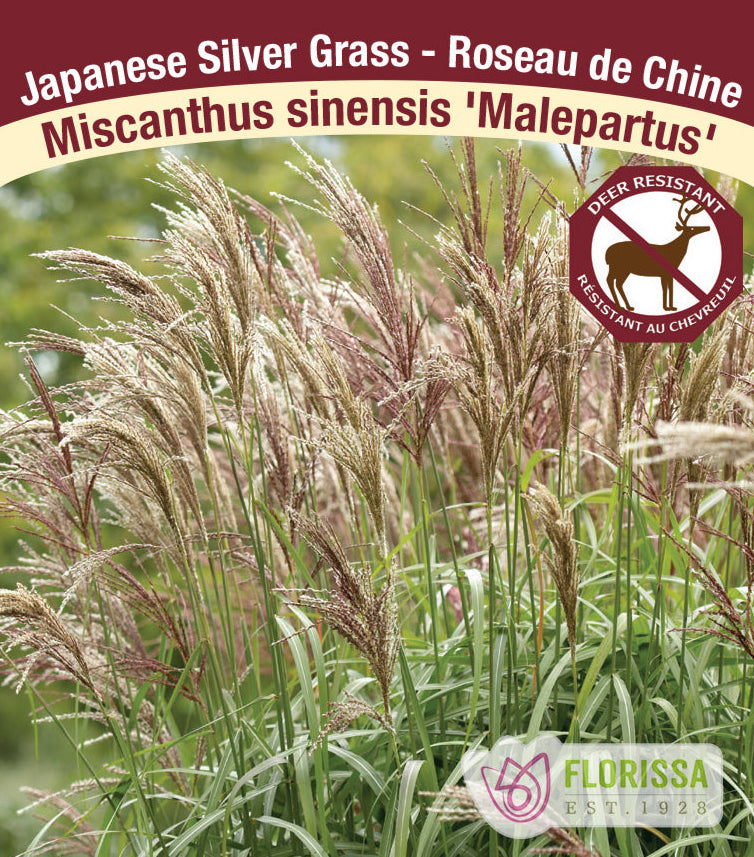 Miscanthus sinensis - Malepartus, 1 Pack