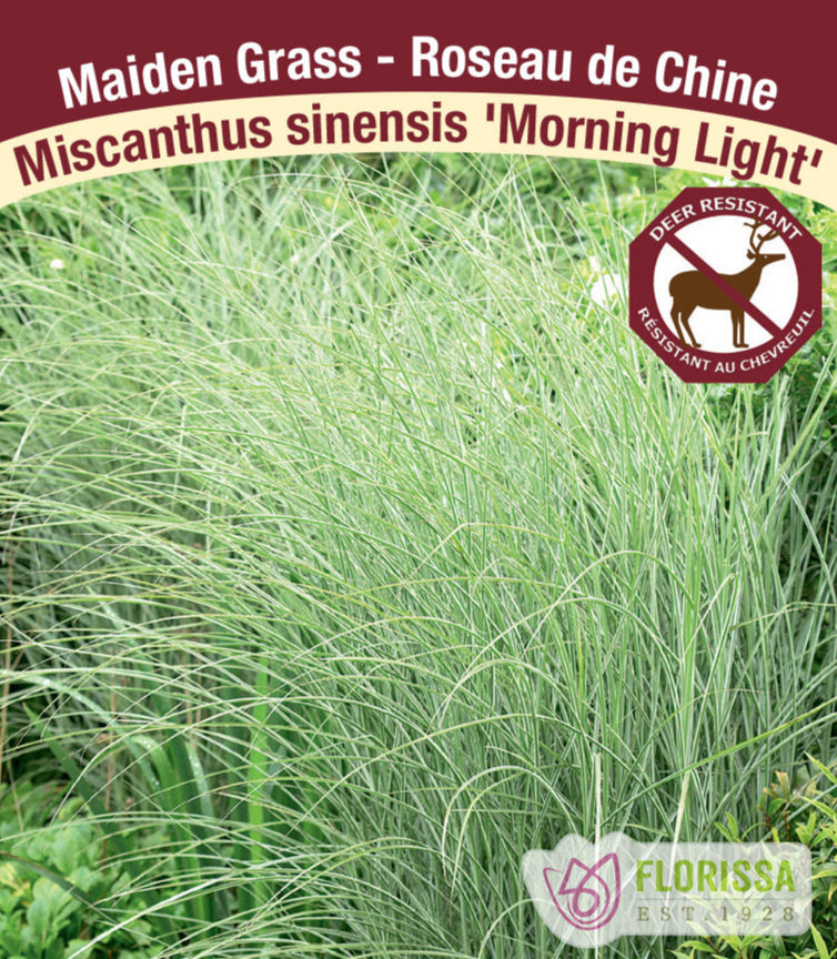 Miscanthus sinensis - Morning Light, 1 Pack