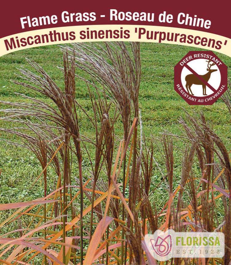 Miscanthus sinensis - Purpurascens, 1 Pack