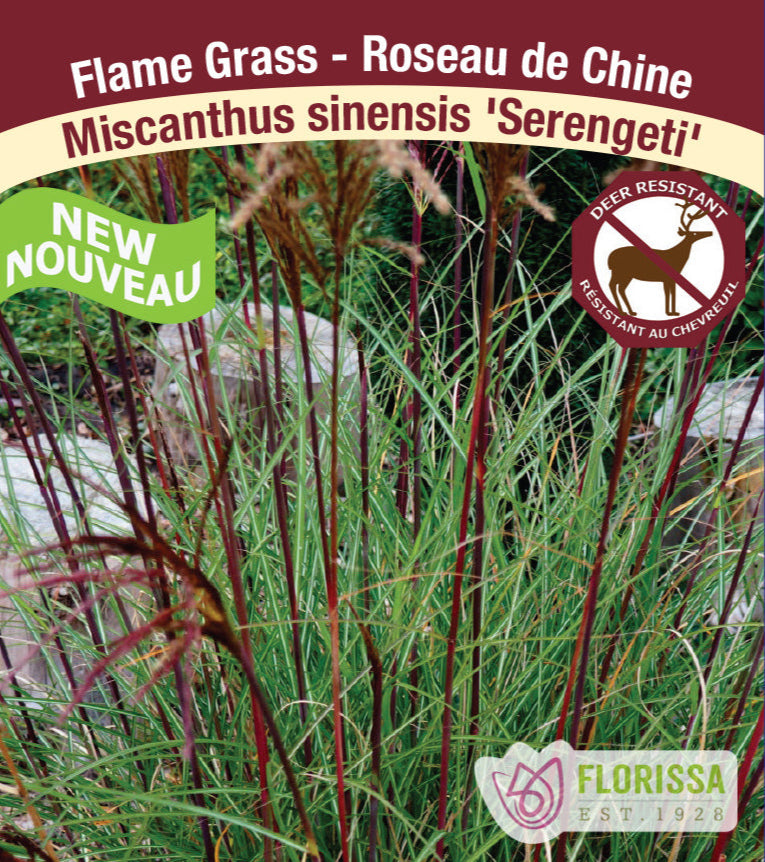 Miscanthus sinensis - Serengeti, 1 Pack