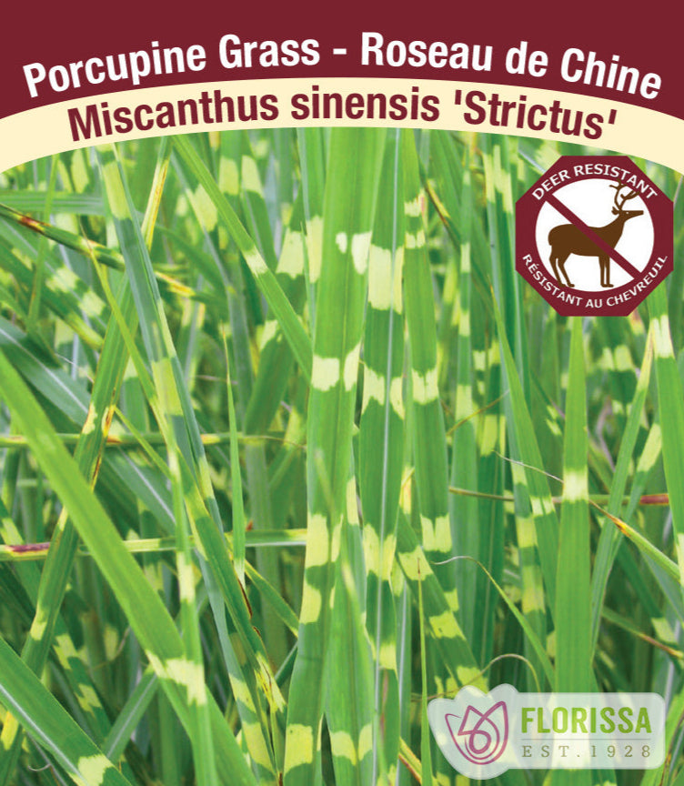 Miscanthus sinensis - Strictus, 1 Pack