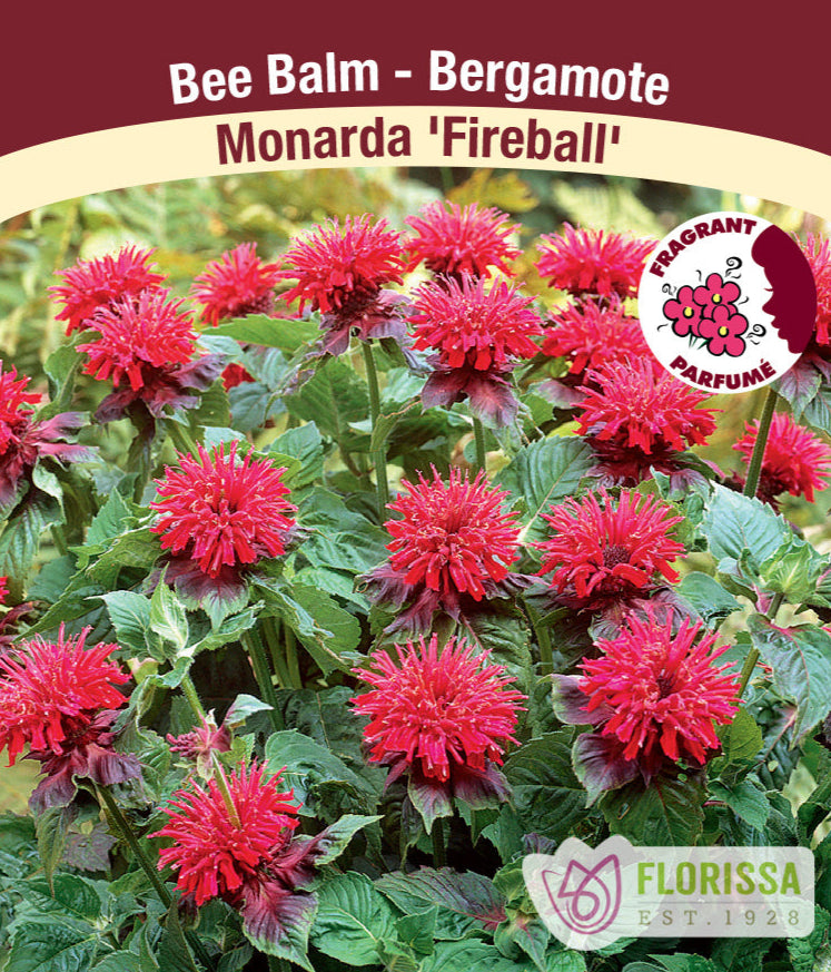 Monarda - Fireball, 1 Pack