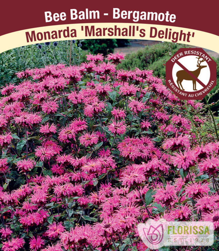 Monarda - Marshall's Delight, 1 Pack