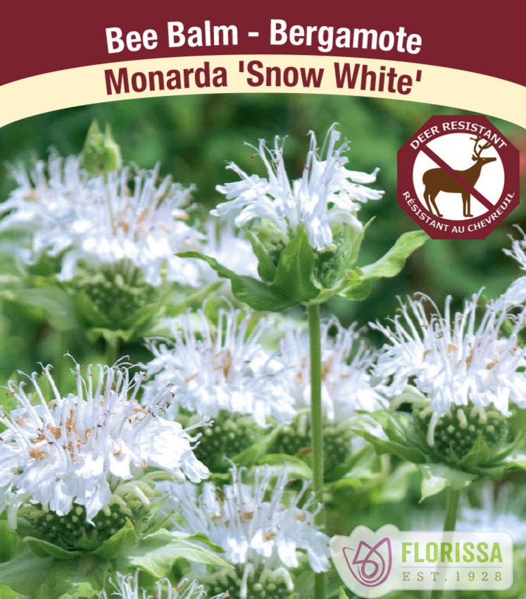 Monarda - Snow White, 1 Pack