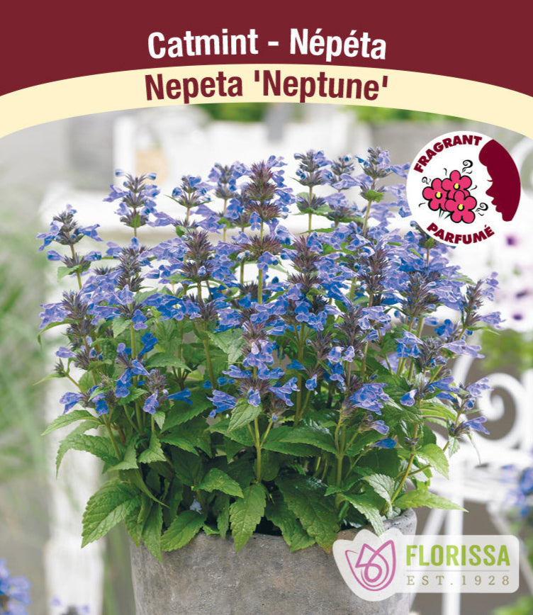 Nepeta - Neptune, 1 Pack