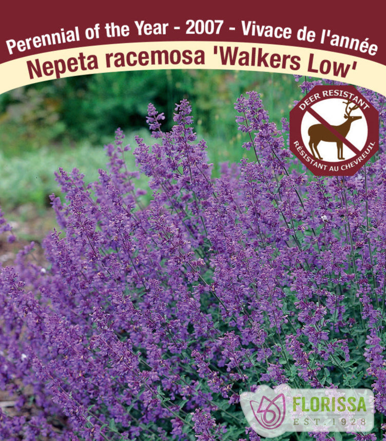 Nepeta - Walker's Low, 1 Pack
