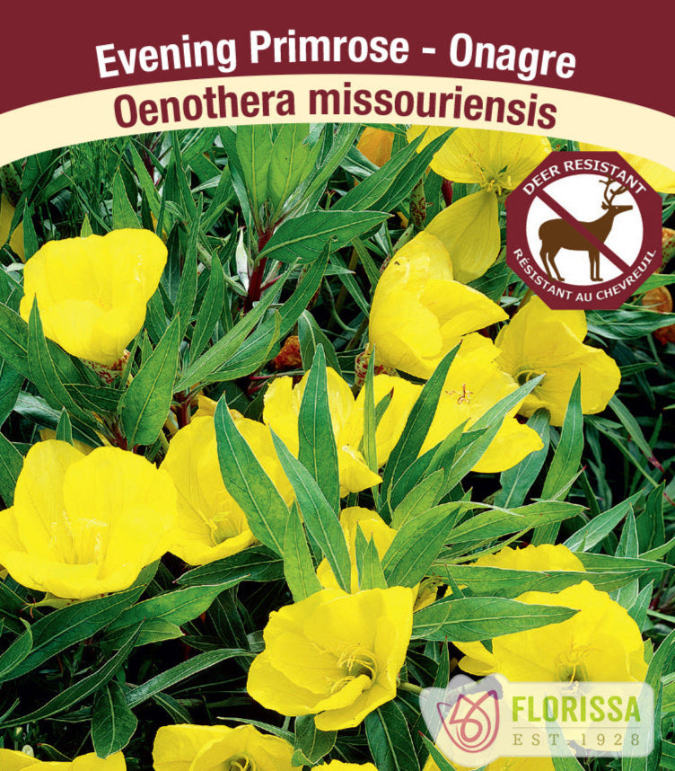 Oenothera - Missouriensis, 1 Pack